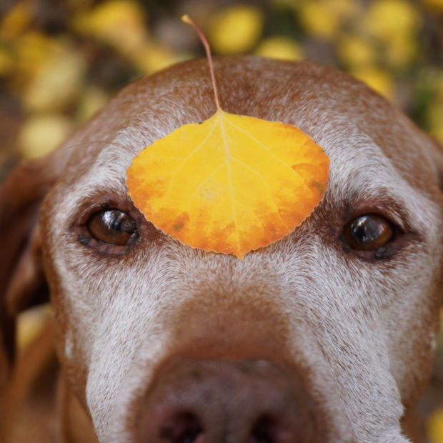 A brown dog with a white snout having an orange leaf on its forehead