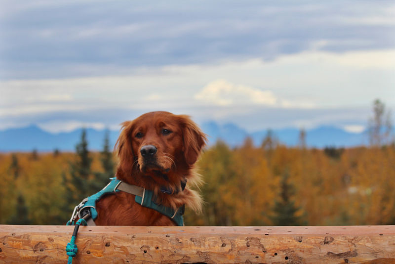 A red Golden Retriever staring off into space with autumn trees in the background.