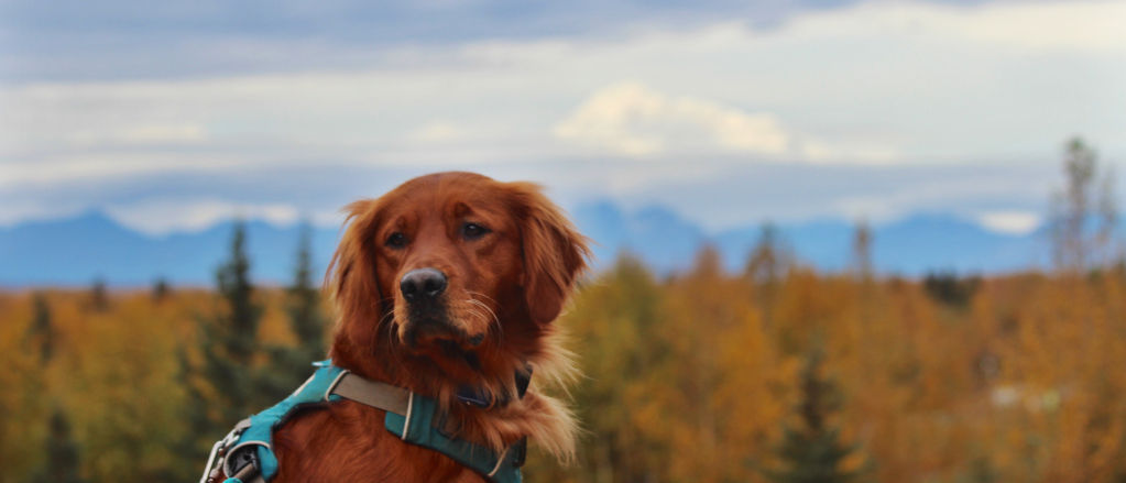 A dark Golden Retriever staring off into space with autumn trees in the background