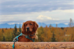 Golden Retriever in a harness with trees behind them
