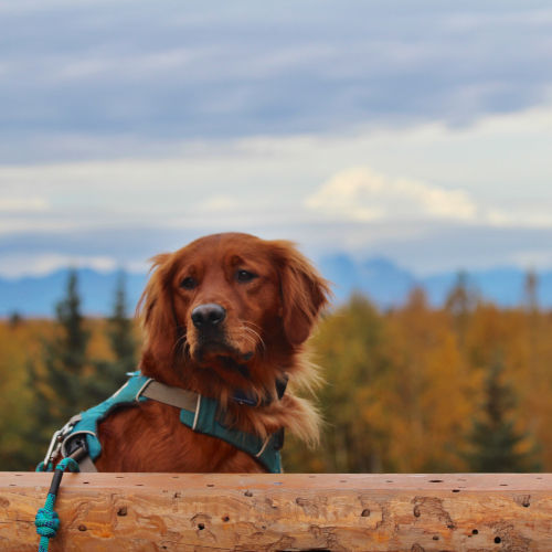 A dark Golden Retriever staring off into space with autumn trees in the background
