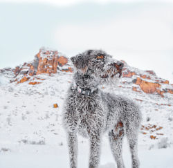 A Dog standing in the snow