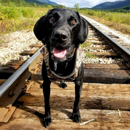 Dog standing in the middle of railroad tracks