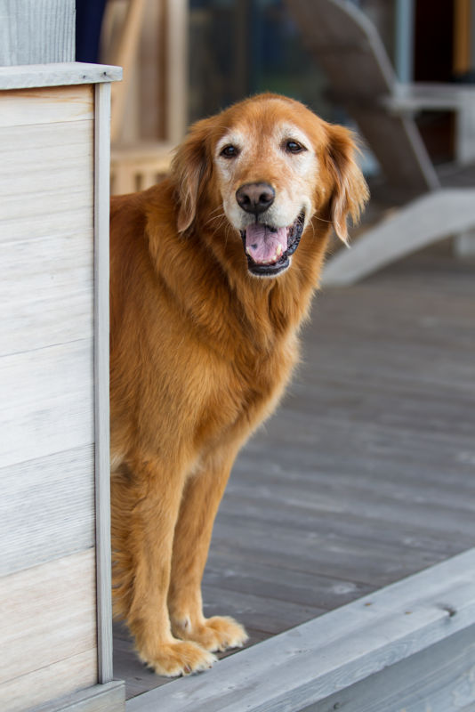 An older golden retriever peeks around a wall outdoors