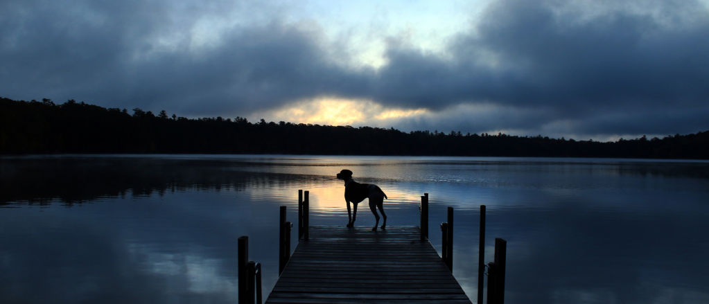 A dog stands on a dock at sunset, contemplating