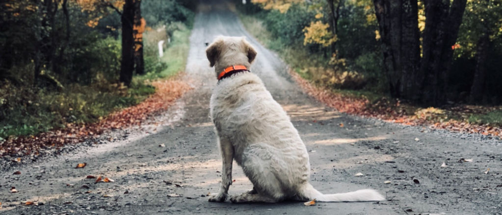 Dog sitting in the middle of the road during Fall
