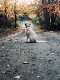 Dog enjoying the crisp autumn air on a path through the woods