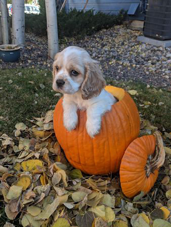 A puppy sitting in a pumpkin surrounded by dry leaves
