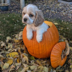 A puppy sitting in a pumpkin surrounded by dry leaves