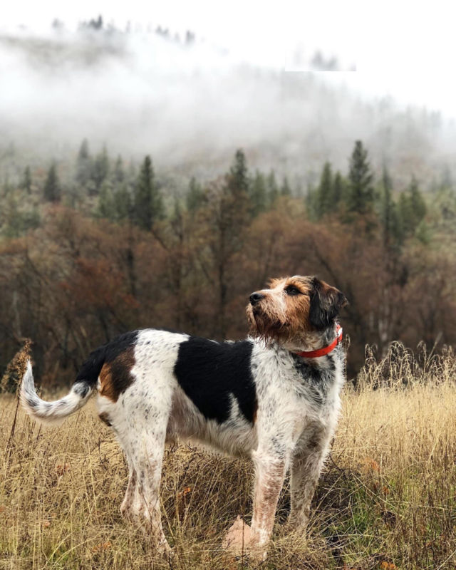 A brown and white dog standing tall in the misty grass