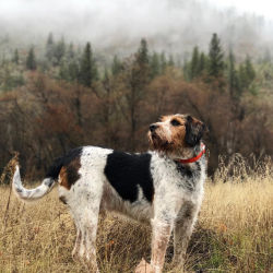 A brown and white dog standing tall in the misty grass