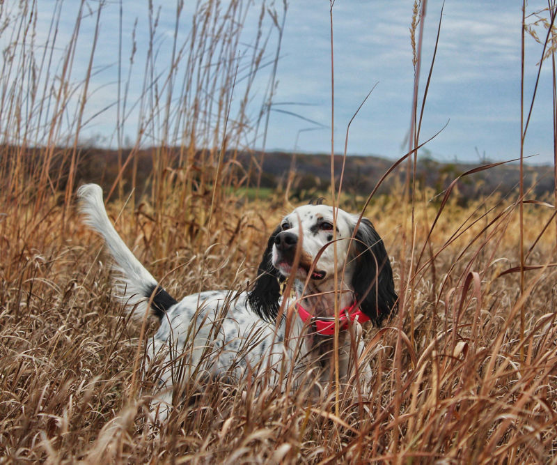 A black and white dog with a red collar standing in tall, brown grasses