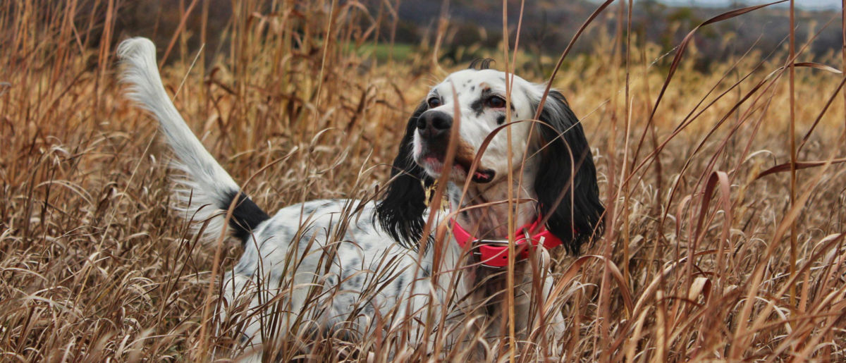 A black and white dog with a red collar standing in tall, brown grasses