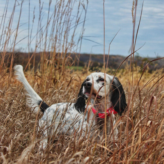 A black-and-white setter with a red collar stands in a field of tall dry grass