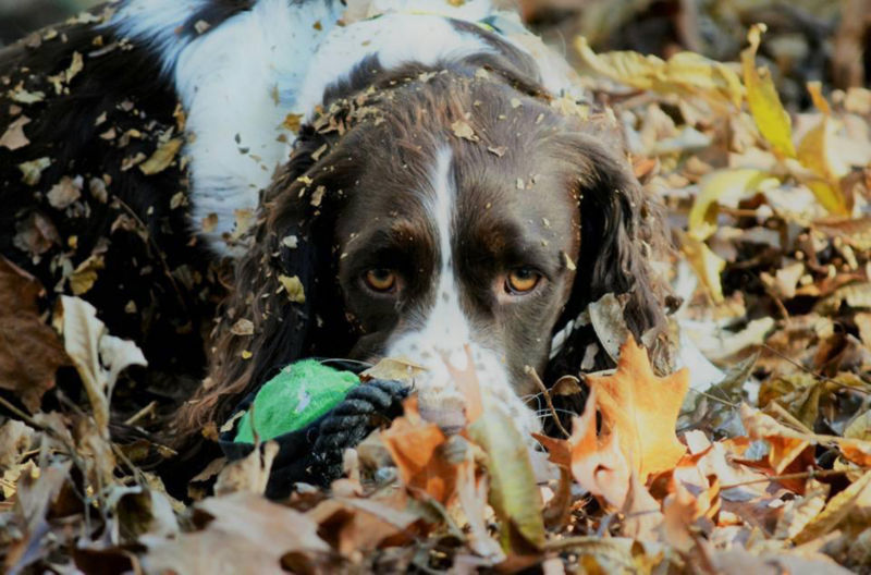 A brown and white dog nestled in a pile of leaves