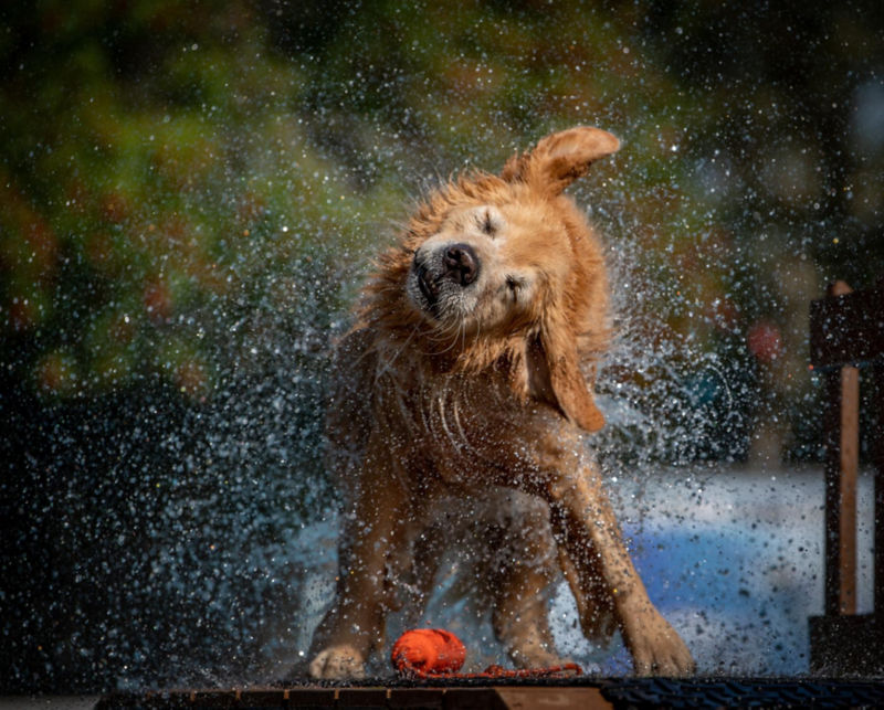 An older golden retriever mid-shake as water sprays in every direction.