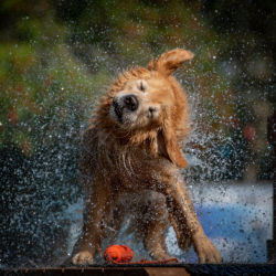 An older golden retriever mid-shake as water sprays in every direction