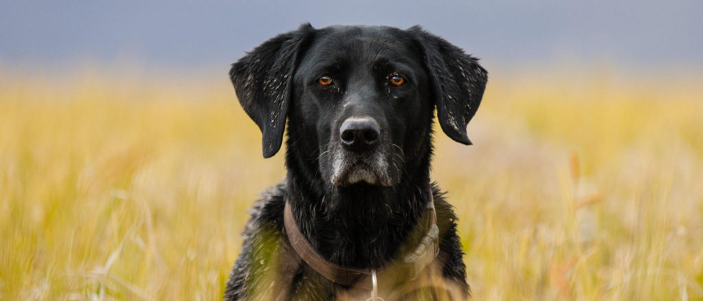 A black dog sitting in a yellow field of grass with a blue sky in the background