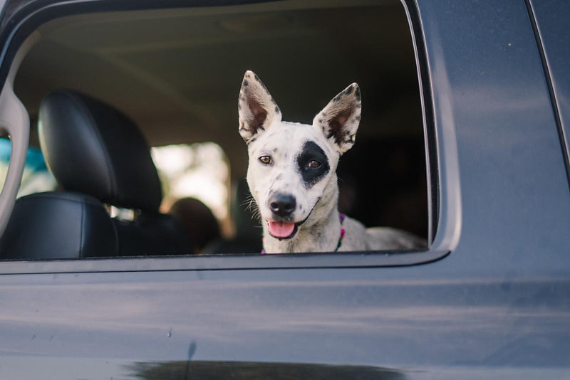 A spotted terrier peeks out the window of a car.