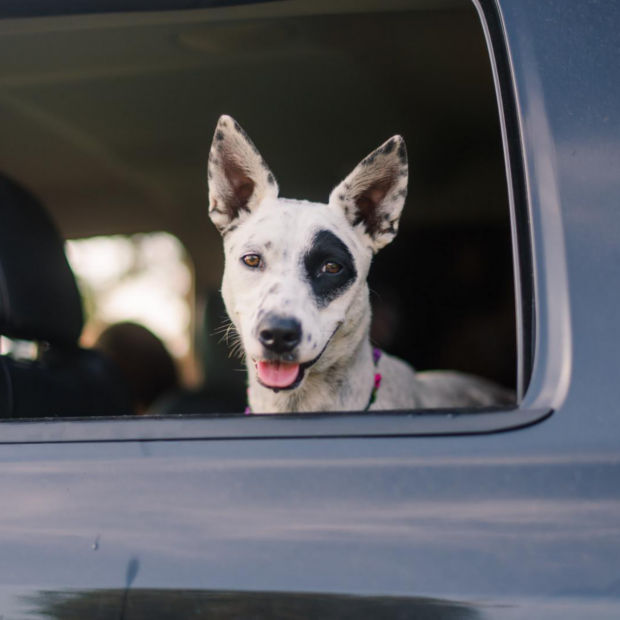 A spotted terrier peeks out the window of a car