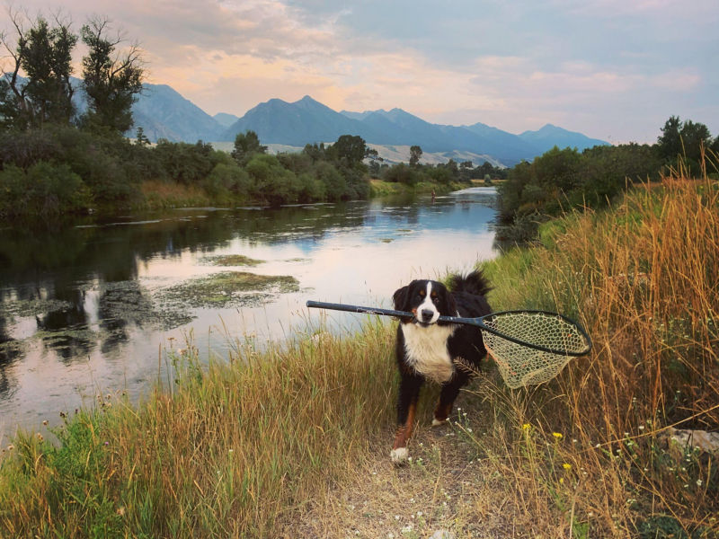 A Bernese Mountain Dog by a river proudly holding a fishing net in its mouth.