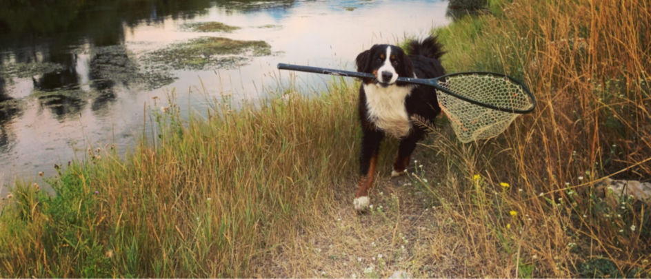 A Bernese Mountain Dog by a river proudly holding a fishing net in its mouth.
