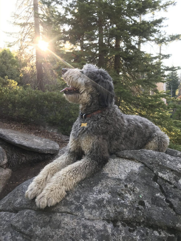 A shaggy gray dog lays on rocks in the woods