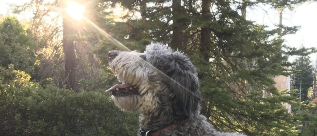 A gray and white shaggy dog sitting on a rock in the woods with the sun streaming