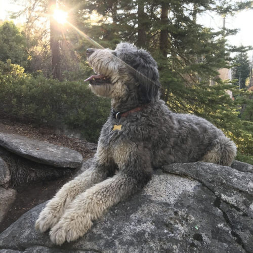 A shaggy gray dog lays on rocks in the woods