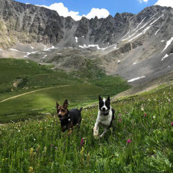 Two dogs running through a field of grass and flowers in the mountains