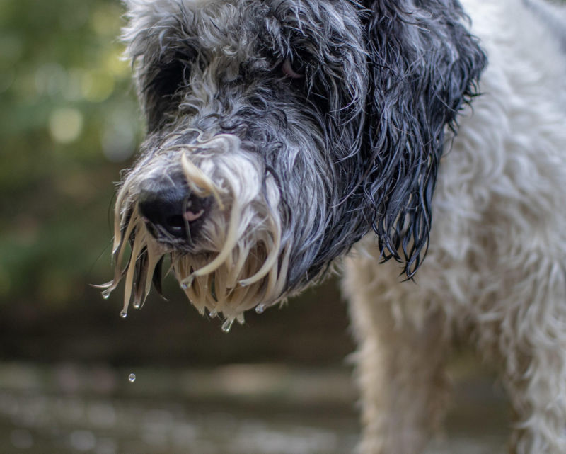 A close-up of a gray and white dog with long, wet fur