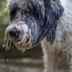 A close-up of a gray and white dog with long, wet fur