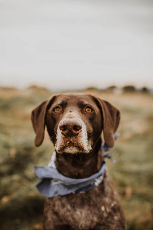 A close-up of a brown and white dog in a field with a scarf around its neck.
