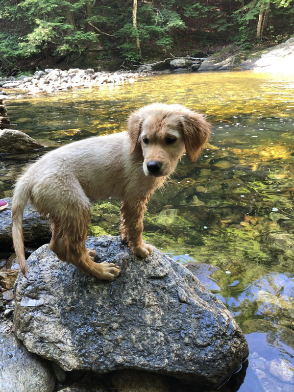 A wet lab puppy standing on a rock by the river.