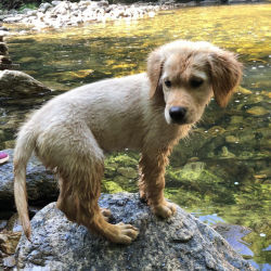 A yellow lab puppy sitting on a rock by the river