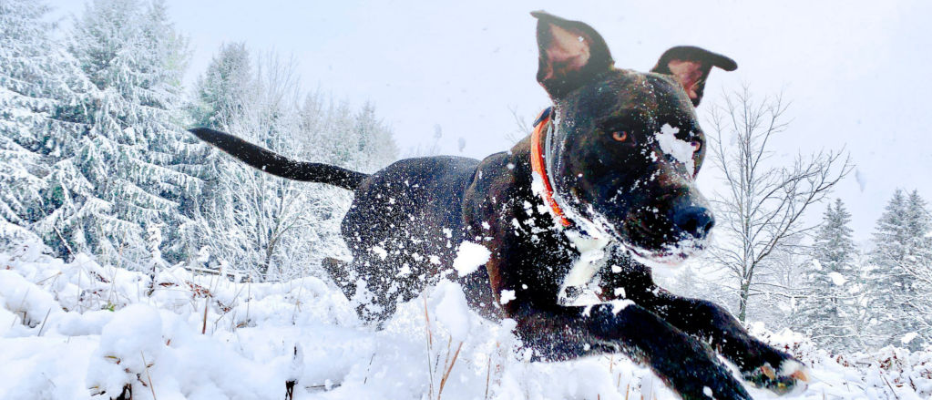 A black dog running through the snow