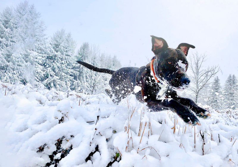 A black dog with white markings runs through the snow.