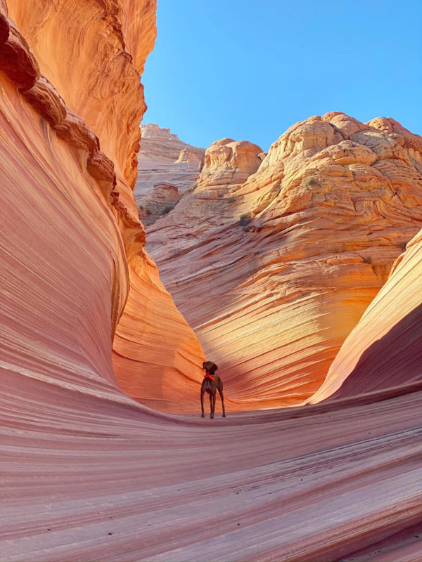 A red-coated Viszla stands within a swirling red rock formation.