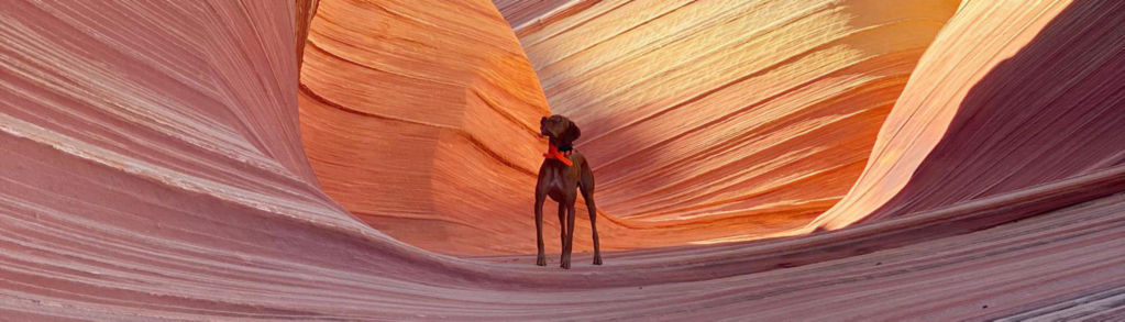 A brown dog standing within large swirling red rocks