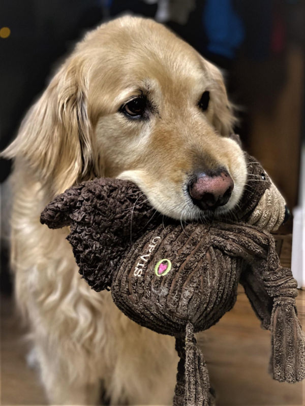 A golden retriever chewing on an Animal Squeaky Toy.