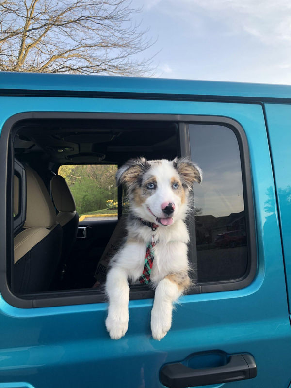 A dog peeking out the window of a blue truck.