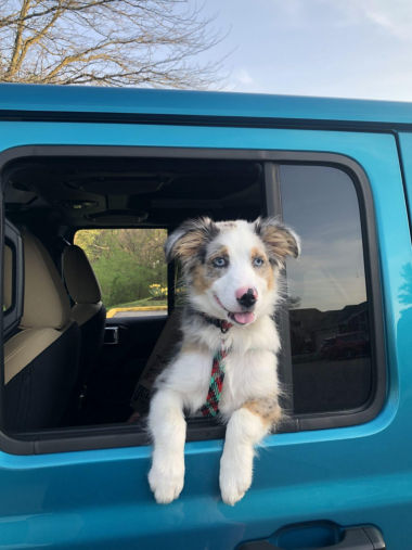 A dog peeking out the window of a blue truck