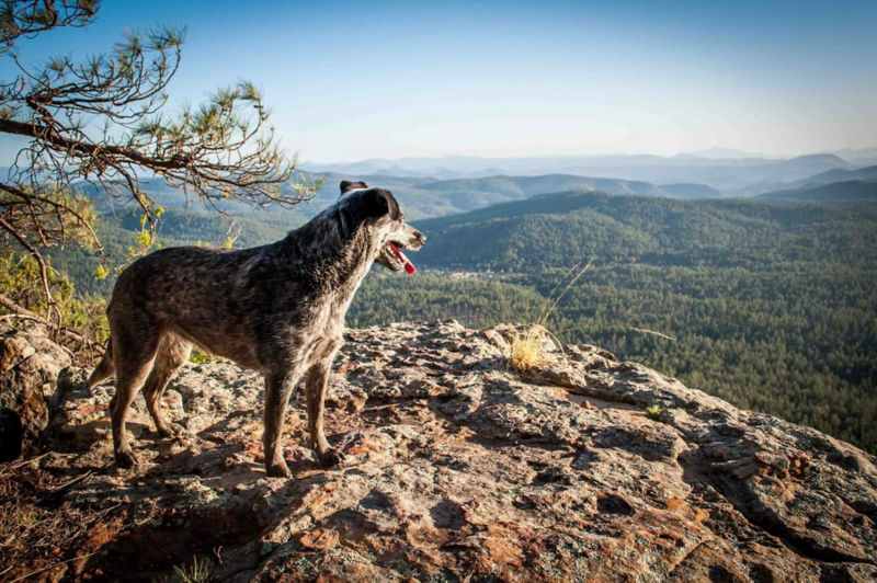 A speckled dog gazing out over the mountains