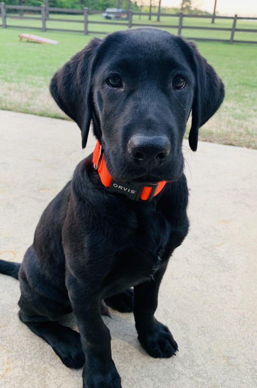 A young black Labrador Retriever sitting outside wearing a bright nylon collar
