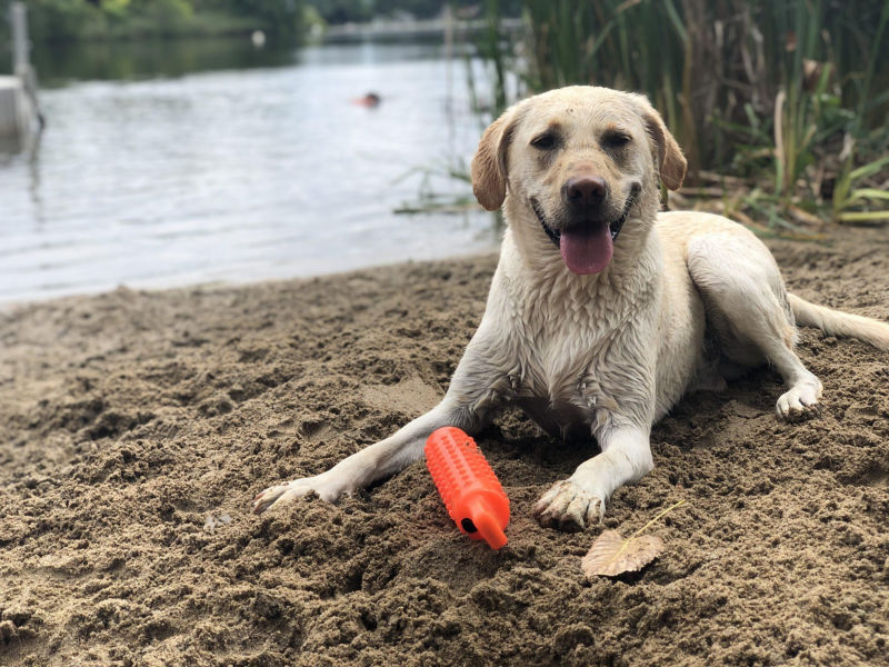 A yellow Labrador retriever with an orange toy resting on a beach near a body of water