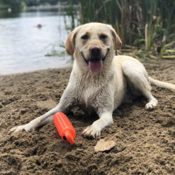A yellow Labrador retriever with an orange toy resting on a beach near a body of water
