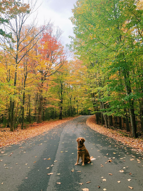A dog sitting in the middle of a winding road that goes through woods.