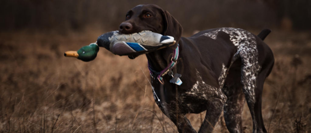 A brown and white dog holding a training duck in its mouth running through a field of grass