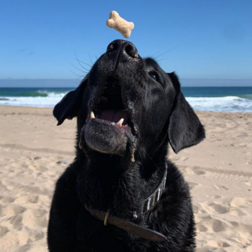 A black dog at the beach catching a treat in its mouth