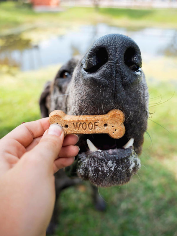 A black dog with a treat in it's mouth